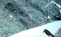 ABBATTIMENTO POTATURE PIANTE ALBERI TORINO PIEMONTE CUNEO ASTI AOSTA VERCELLI ALESSANDRIA NOVARA .jpg &nbsp;