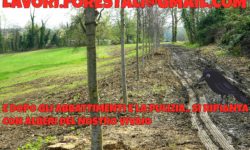 LAVORI FORESTALI PIANTUMAZIONE TAGLIO PIANTE ALBERI TORINO PIEMONTE VIVAIO .jpg &nbsp;