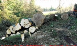 SERVIZIO ABBATTIMENTO TAGLIO PIANTE TORINO PIEMONTE ALBERI ASTI ALESSANDRIA CUNEO NOVARA VERCELLI BI.jpg &nbsp;