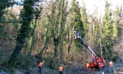 TAGLIO POTATURE PIANTE TORINO PIEMONTE ASTI CUNEO ALESSANDRIA VERCELLI AOSTA BIELLA.jpg &nbsp;